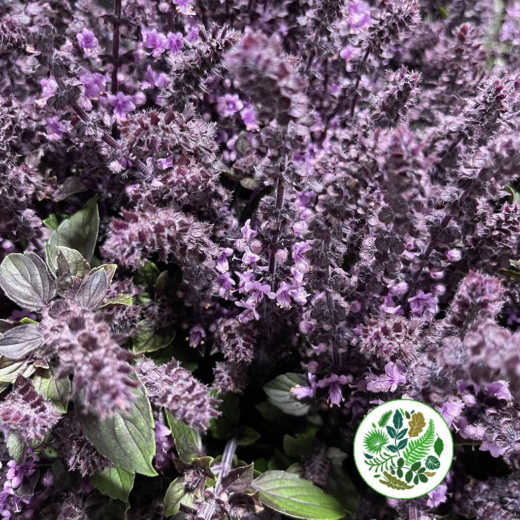 Basil Purple (Cultivated E) (x10)