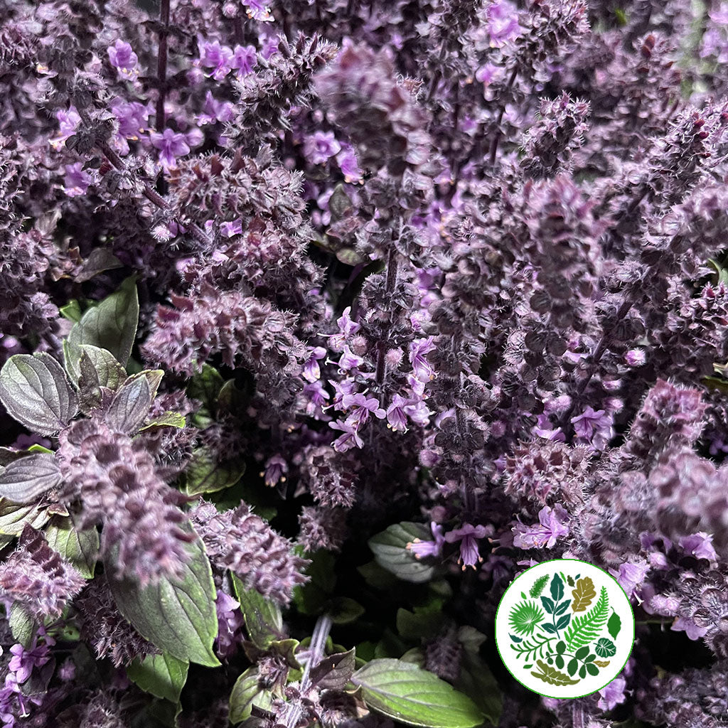 Mint &#39;Basil Purple&#39; (Cultivated E) (x10)