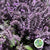 Basil Purple (Cultivated E) (x10)