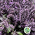 Mint 'Basil Purple' (Cultivated E) (x10)