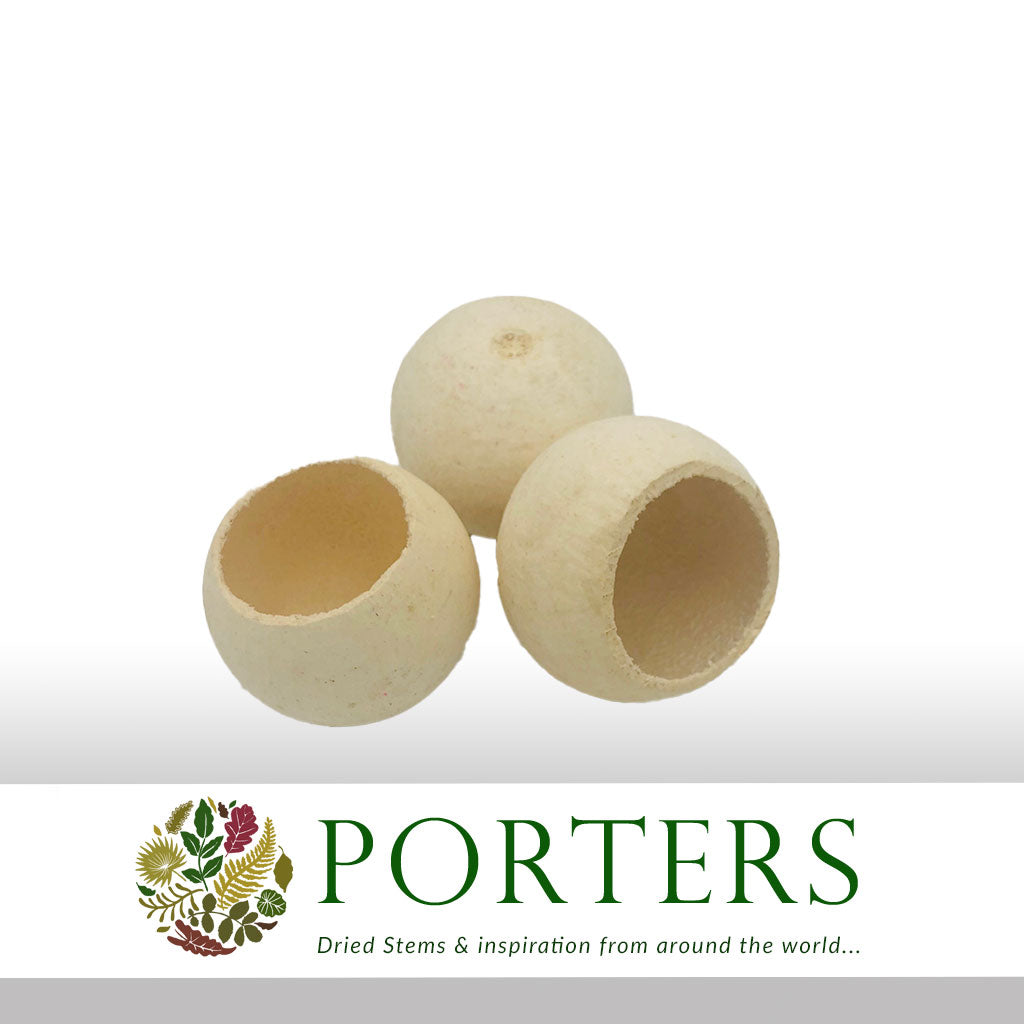 Bell Cups (Bleached) (x20)