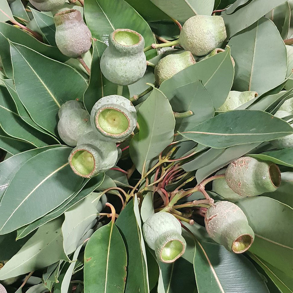 Eucalyptus 'Robusta Bell Pods' (x5)