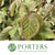 Blackberry 'Foliage' (Cultivated E) 100cm (x5)