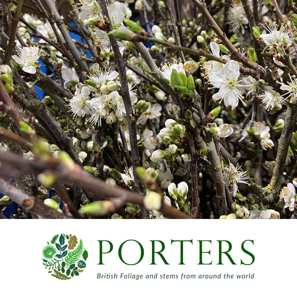 Blossom Pear &#39;White&#39; Wild (Loose Bundle)