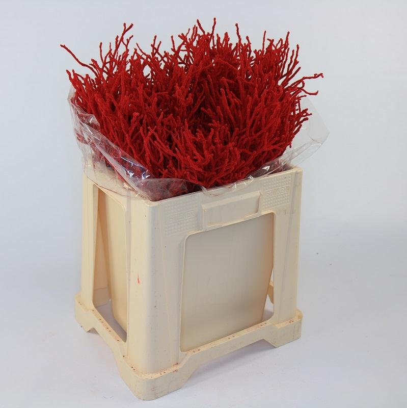 Bog Myrtle 'Red Snow' (Premium) (Bundle)