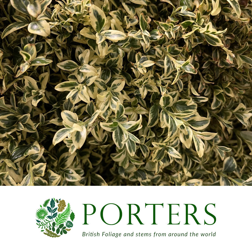 Boxwood &#39;Variegated&#39; Wild (Short)