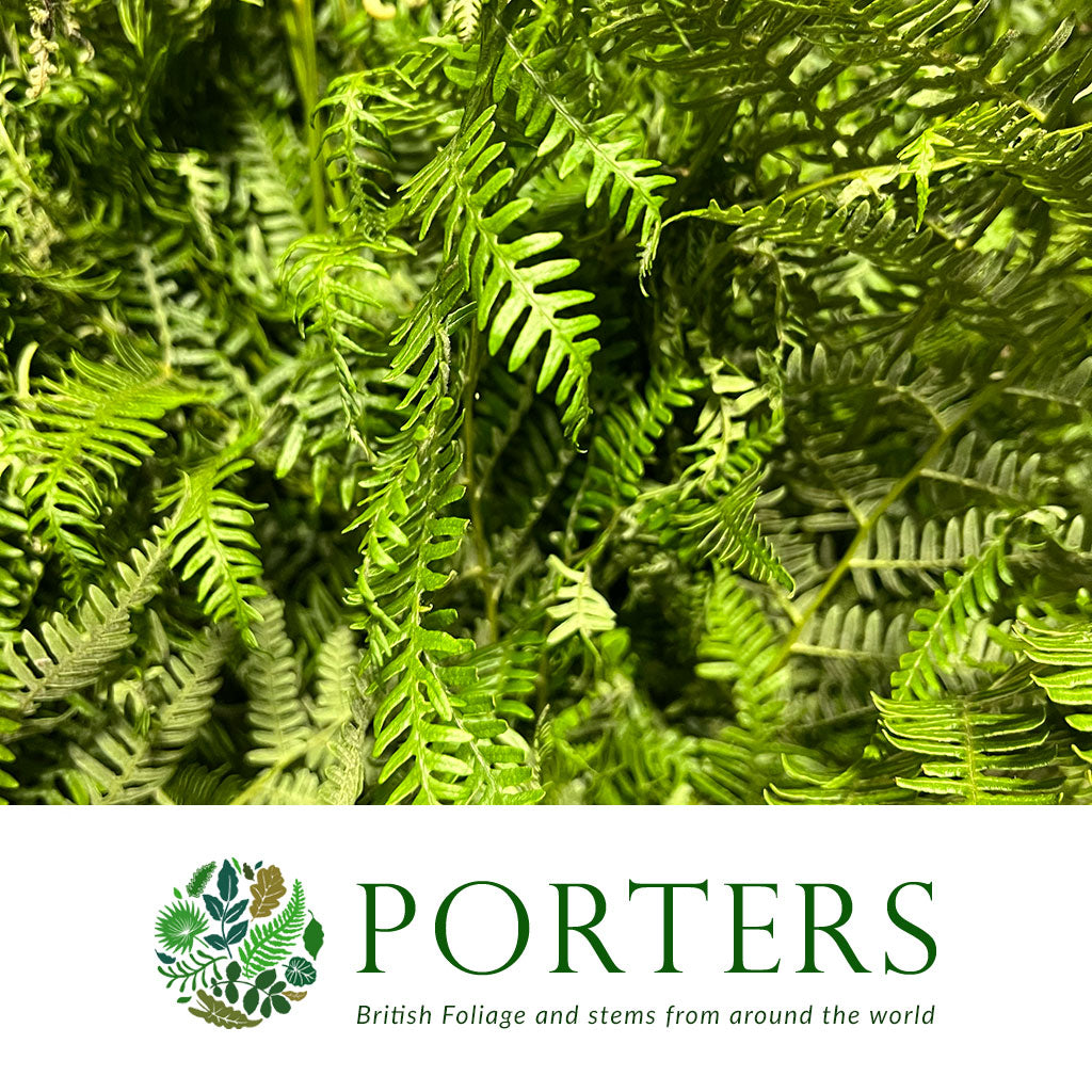 Fern &#39;Bracken&#39; (Wild) Short (Bundle)