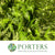 Fern 'Bracken' (Wild) Short (Bundle)