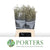 Grass 'Briza Media' (x50) 60cm