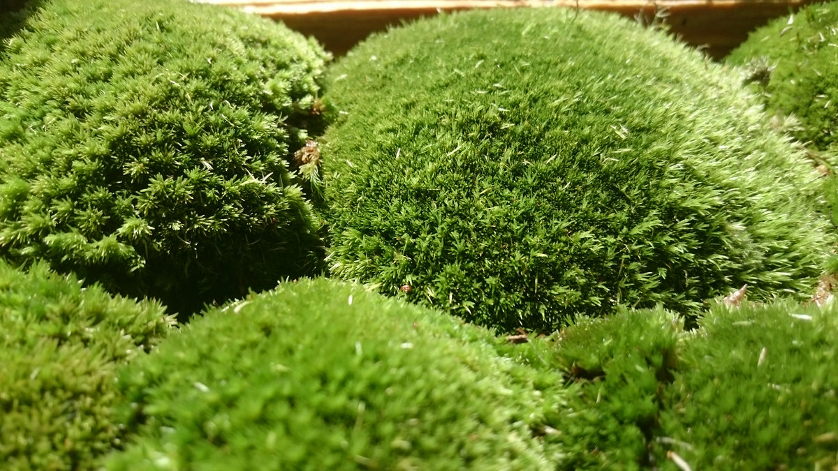 Moss &#39;Bun Moss&#39; (Plastic Tray)