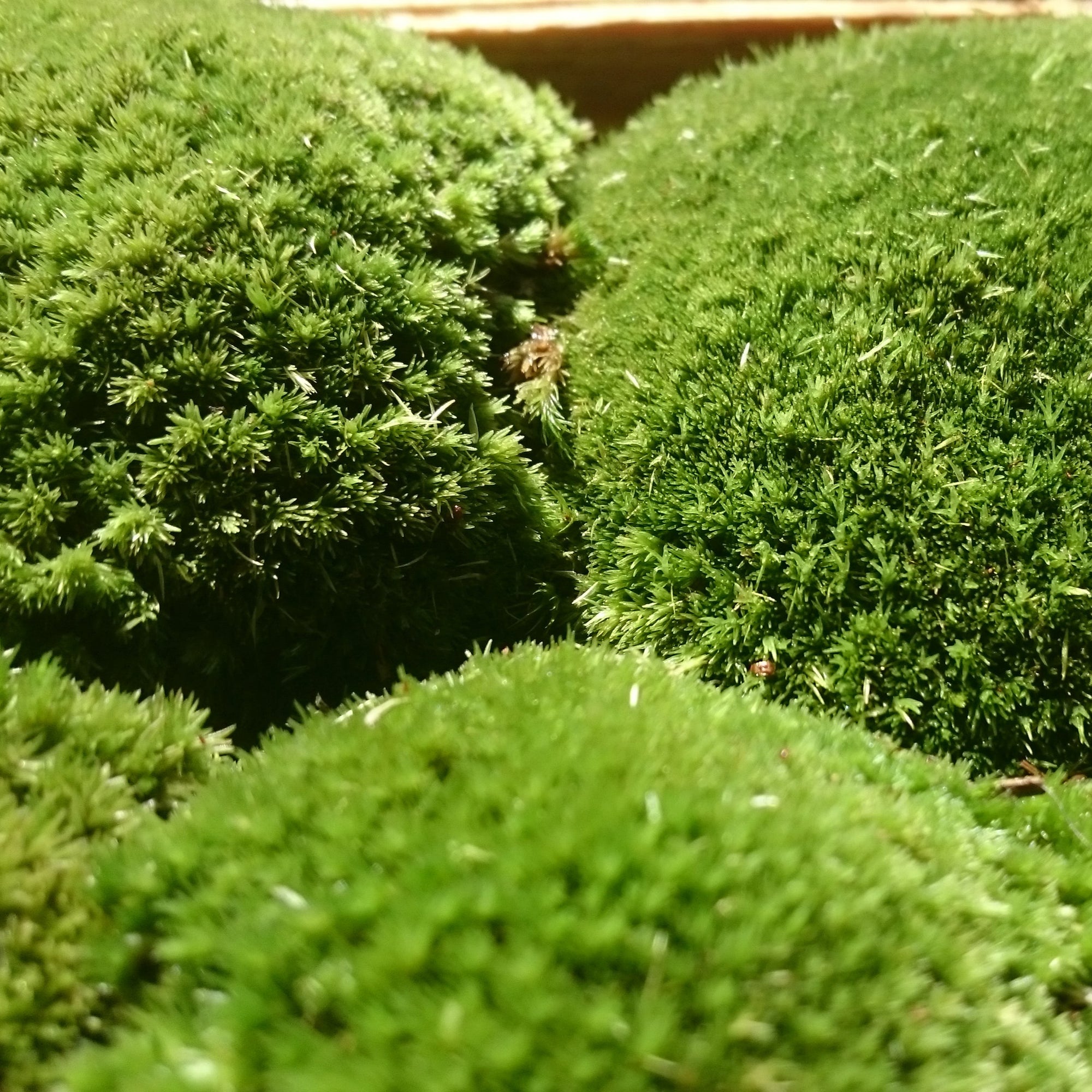 Moss 'Bun Moss'