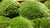 Moss 'Bun Moss'