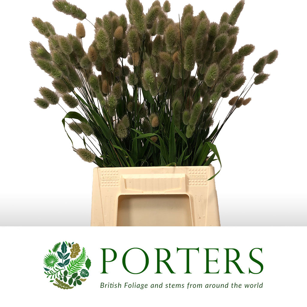 Grass &#39;Bunny Tail&#39; (Fresh) (Cultivated E) &#39;Lagurus&#39; (x20)