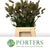 Grass 'Bunny Tail' (Fresh) (Cultivated E) 'Lagurus' (x20)