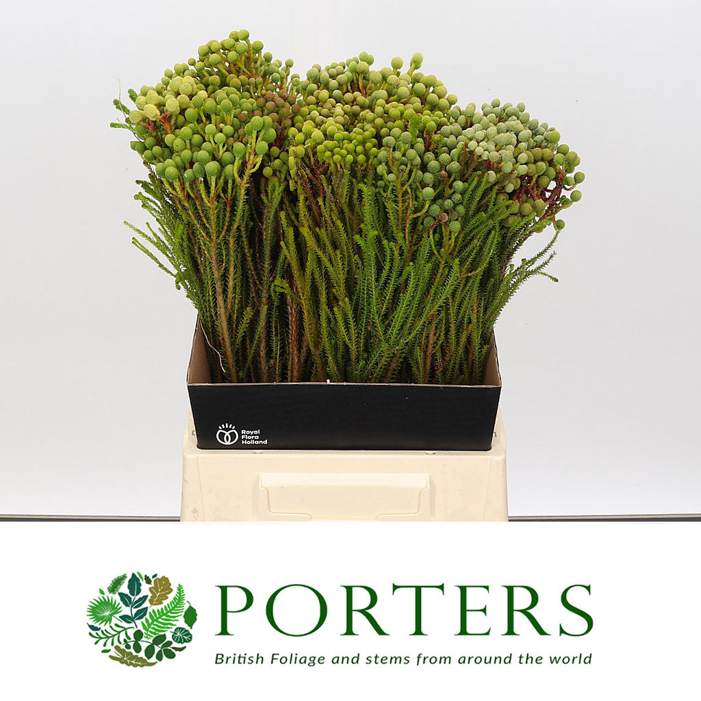 Berzelia &#39;Abratanoides&#39; (Various Lengths)