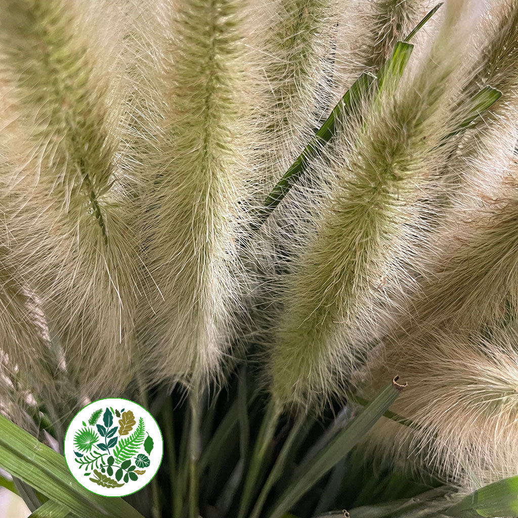 Grass &#39;Cat Tail &#39;(Blonde) 70cm (x10)