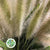 Grass 'Cat Tail '(Blonde) 70cm (x10)