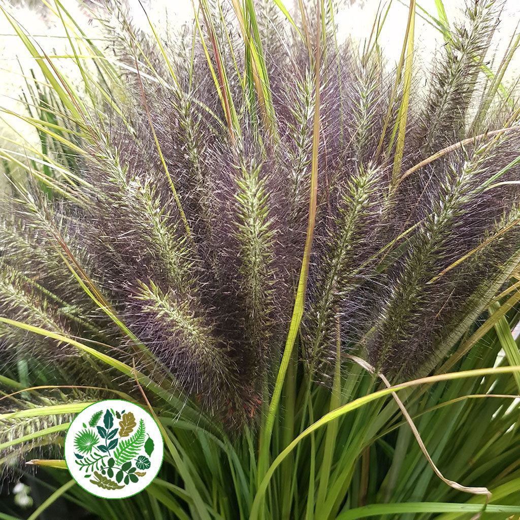 Grass &#39;Cat Tail&#39; (Red) (Cultivated E) (x20)