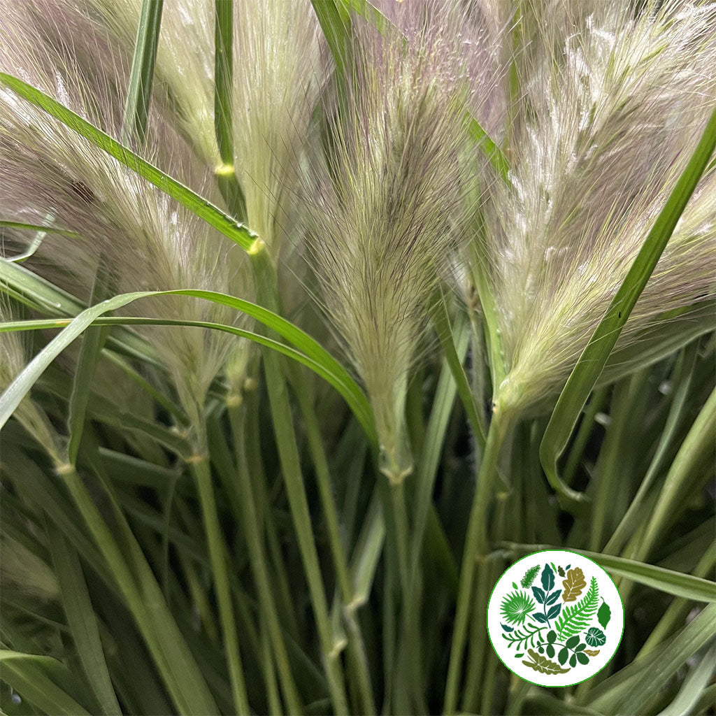Grass &#39;Cat Tail&#39; (White) (Cultivated E) (x20)