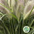 Grass 'Cat Tail' (White) (Cultivated E) (x20)