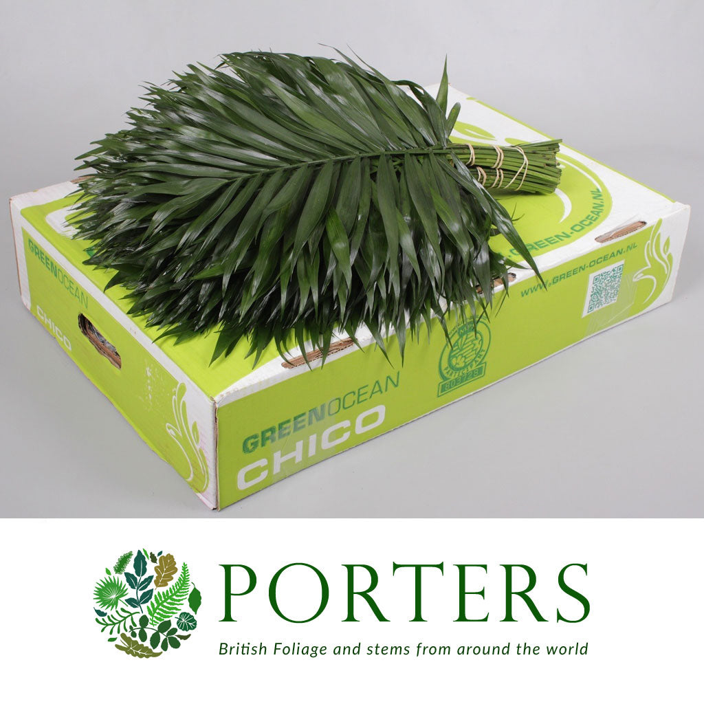 Palm &#39;Chico&#39; Leaves 45cm (x20)