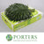 Palm 'Chico' Leaves (x20) (Various Sizes)