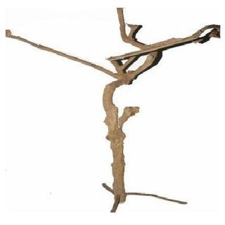 Coffee Tree (DRY) H180cm