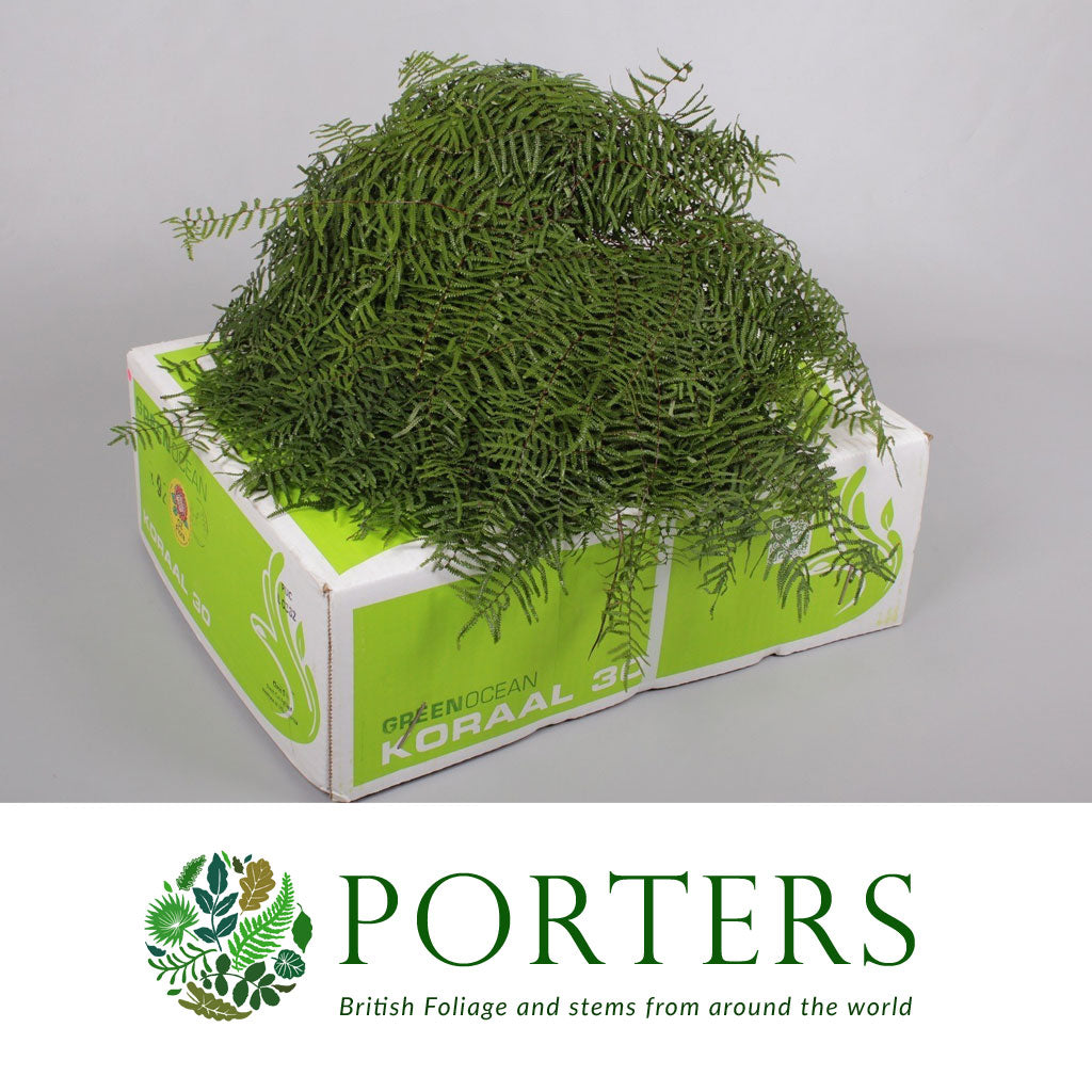 Fern &#39;Coral Fern&#39; (x10)
