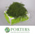 Fern 'Coral Fern' (x10)