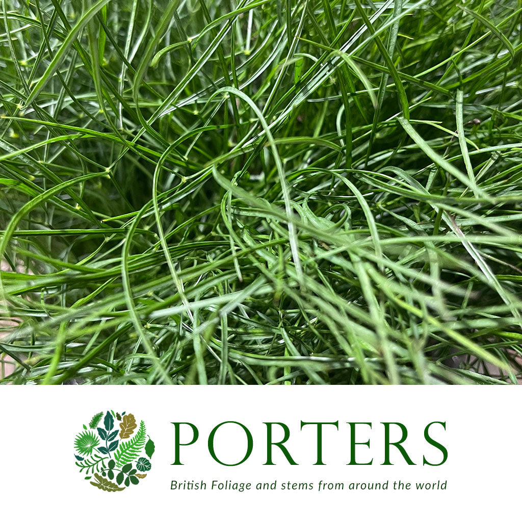Grass &#39;Corallo&#39; 65cm (200g)