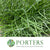 Grass 'Corallo' 65cm (200g)