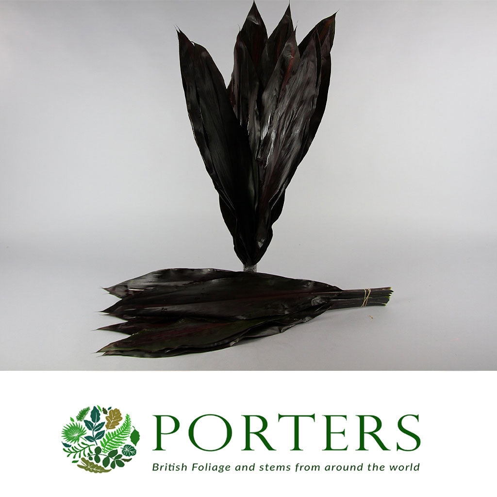 Cordyline 'Black Tie' Leaves (x10)