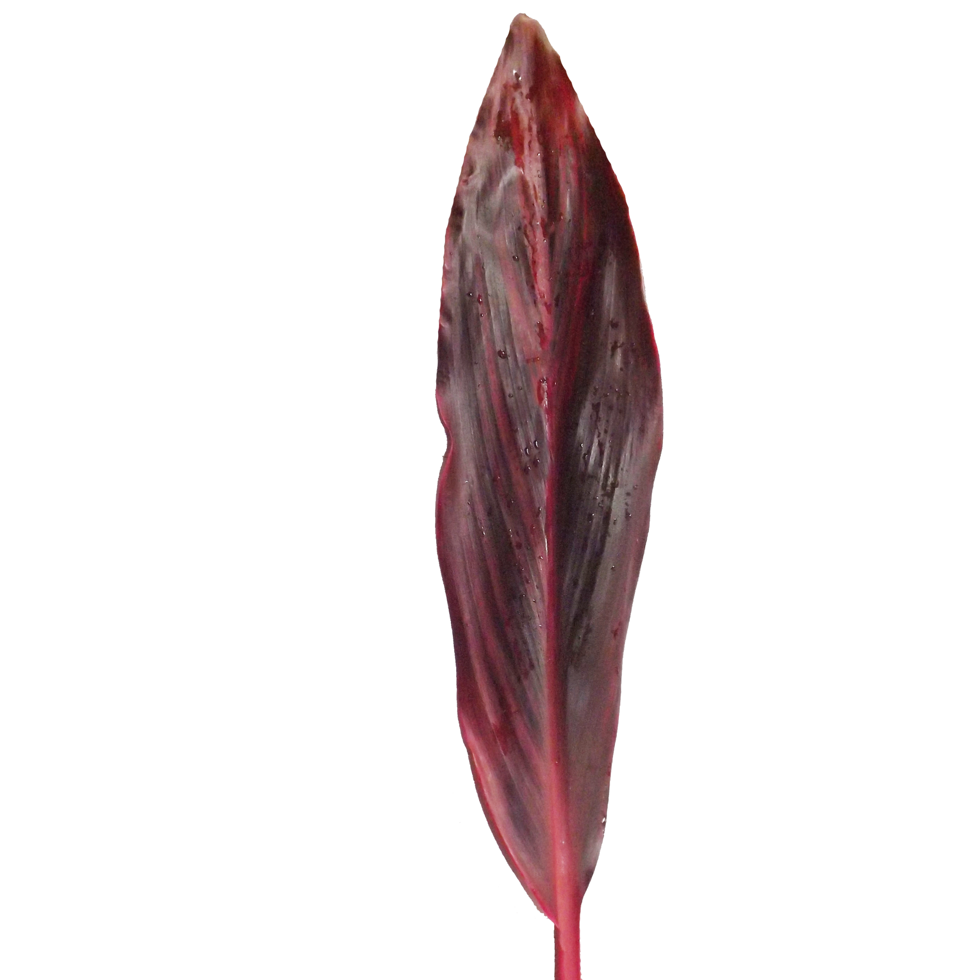 Cordyline 'Red Tie' Leaves (x10)