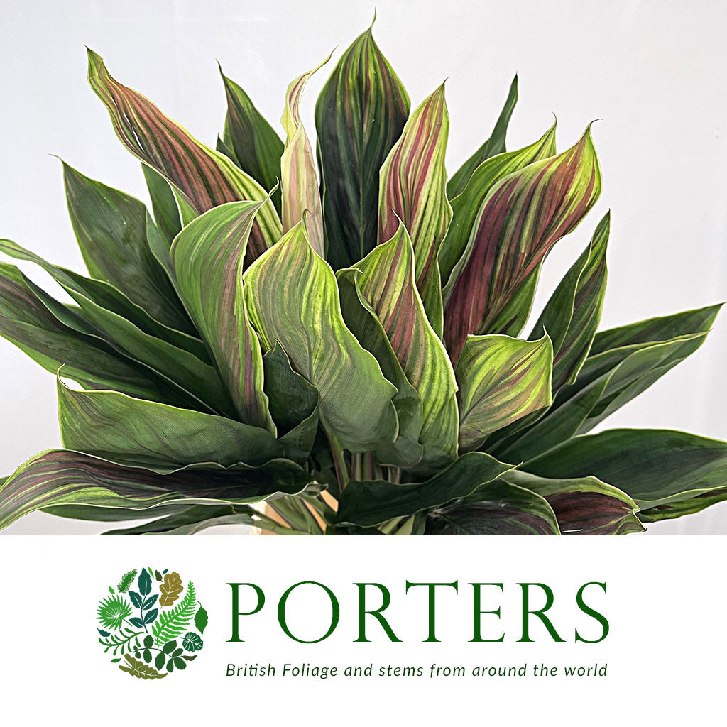 Cordyline Tips &#39;Hawaiian Flag&#39; 52cm (x5)