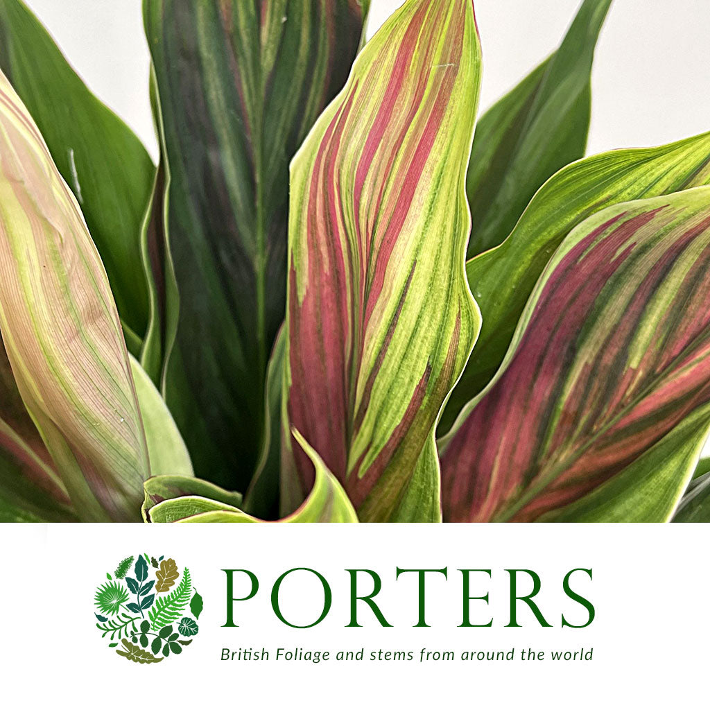 Cordyline Tips &#39;Hawaiian Flag&#39; 52cm (x5)