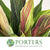 Cordyline Tips 'Hawaiian Flag' 52cm (x5)