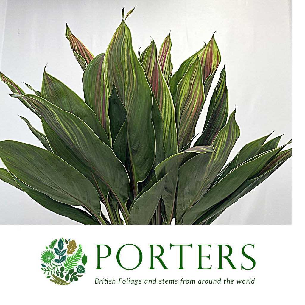 Cordyline Tips &#39;Hawaiian Flag&#39; 52cm (x5)