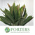 Cordyline Tips 'Hawaiian Flag' 52cm (x5)