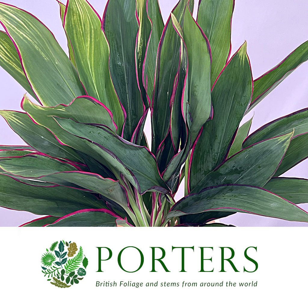 Cordyline Tips &#39;Red Edge Top&#39; 52cm ( x5)