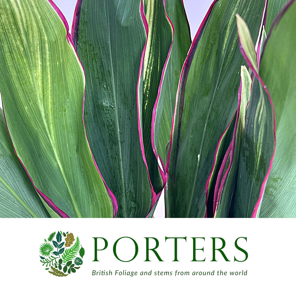 Cordyline Tips 'Red Edge Top' 52cm ( x5)