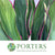 Cordyline Tips 'Red Edge Top' 52cm ( x5)