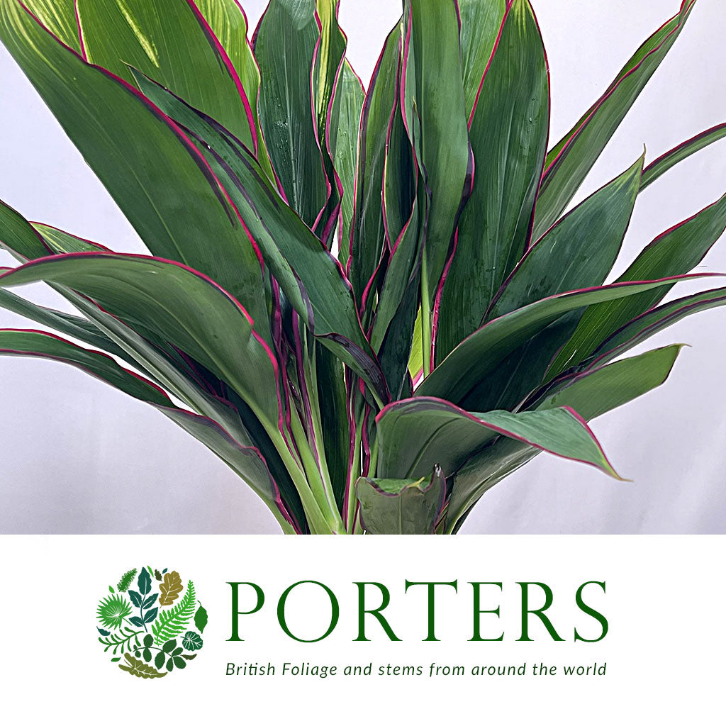 Cordyline Tips &#39;Red Edge Top&#39; 52cm ( x5)