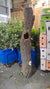 Cork Bark 'Pieces' (By weight) 'Round/Flat' (DRY) (Various Sizes)