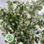 Cotoneaster 'Foliage' (Oval Leaf) (Medium) Wild