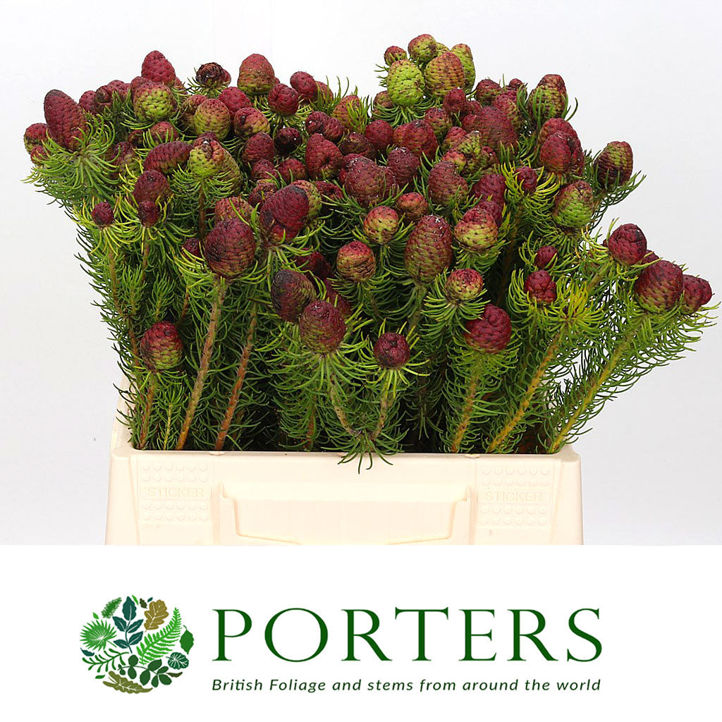 Leucadendron &#39;Cumosum&#39; 40cm (x10)
