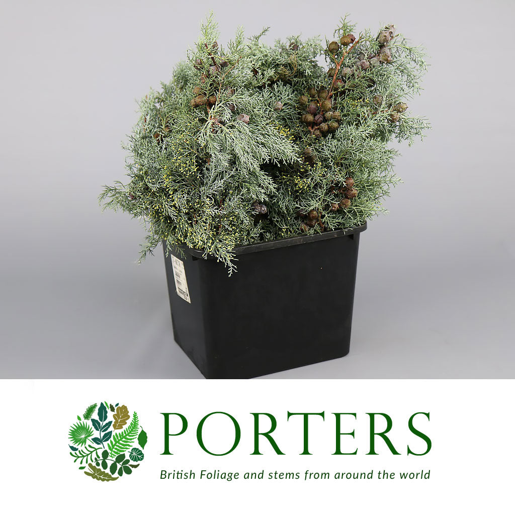 Cypressus &#39;Foliage with Cones&#39; (500g)