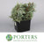 Conifer 'With Cones' (500g)