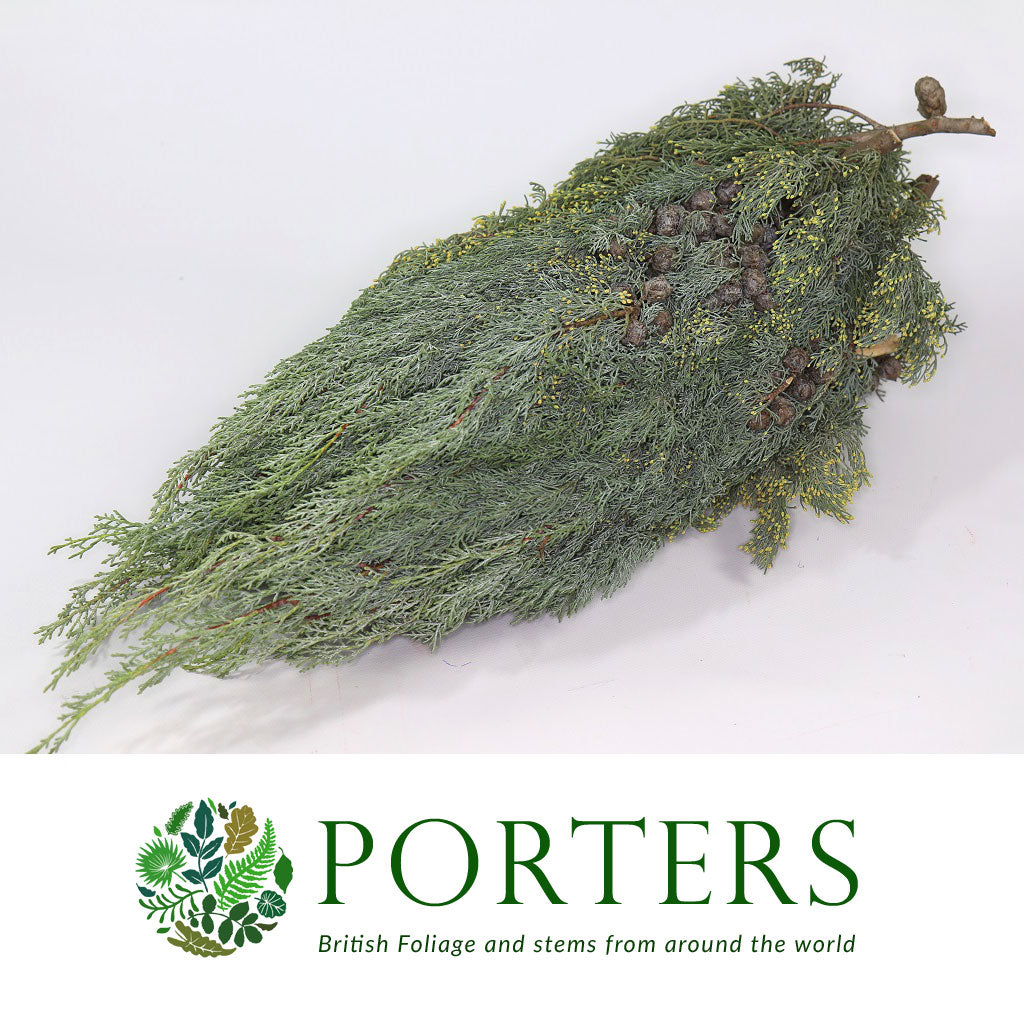 Conifer &#39;Arizonia&#39; (5kg)