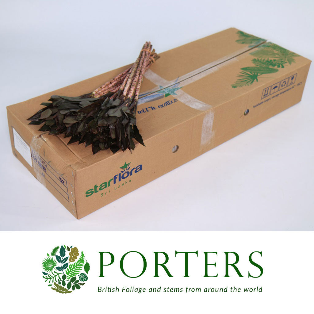 Cordyline Tips &#39;Purple Compacta&#39; Medium (x10)