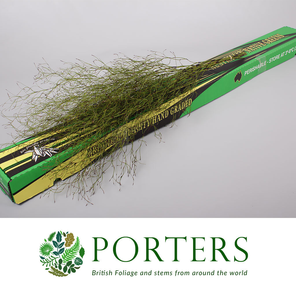 Grass &#39;Emu Feather&#39;